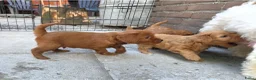 Maltipoo honden te koop: 6 maltipoo's geboren op onze dagbesteding! - Advertentie 10