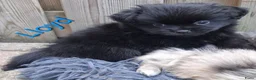 Kruising honden te koop: Prachtig Shiranian F1 pup reu shih tzu x pomeriaan - Advertentie 8