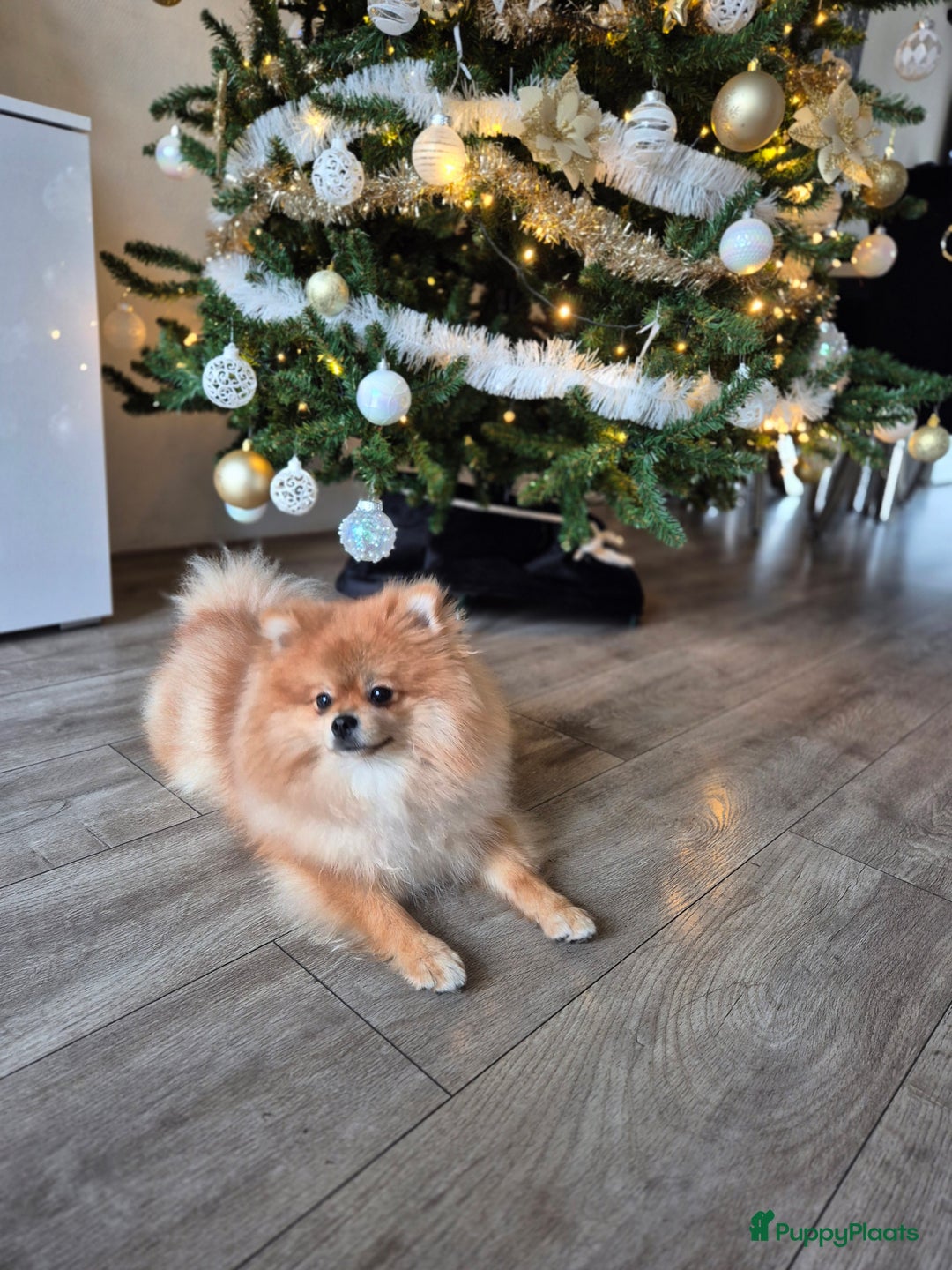 Pomeriaan honden ter dekking: dekreu met stamboom🥰 - Advertentie 3