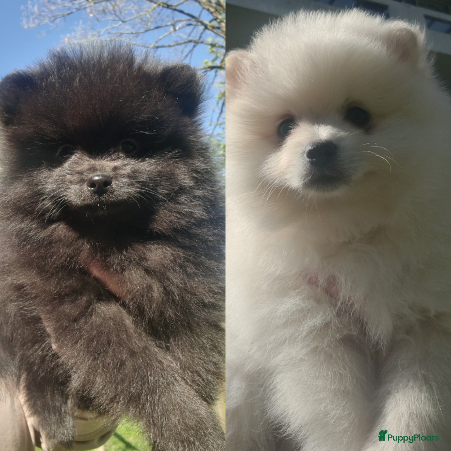 Pomeriaan honden Pomeranian, pomeriaan, dwergkees puppys te koop ,  - Advertentie 2