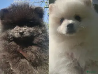 Pomeriaan honden Pomeranian, pomeriaan, dwergkees puppys te koop , - Advertentie 2