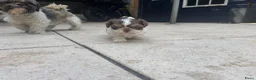 Shih Tzu honden te koop: Maximale grootte van 1,5 kg - Advertentie 2