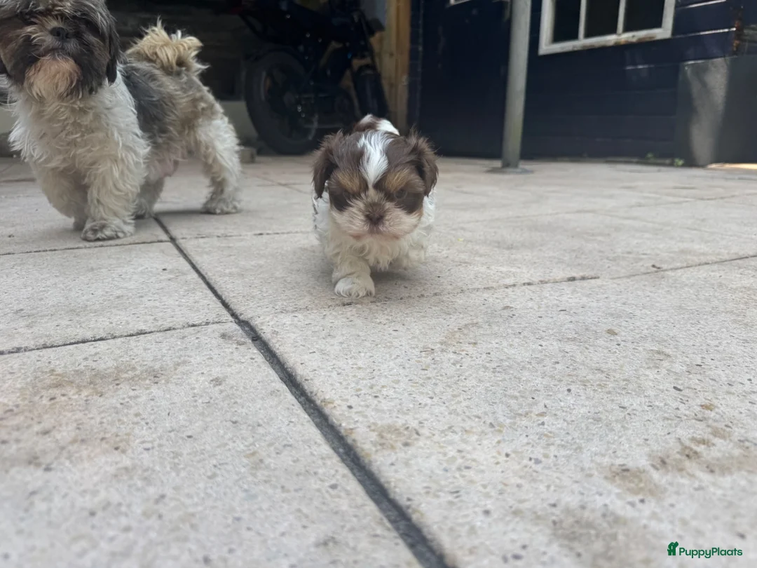 Shih Tzu honden te koop: Maximale grootte van 1,5 kg - Advertentie 2