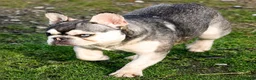 Franse Bulldog honden te koop: Franse Bulldog pups met stamboom mogen mee - Advertentie 3