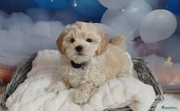 Maltipoo honden - Advertentie 16