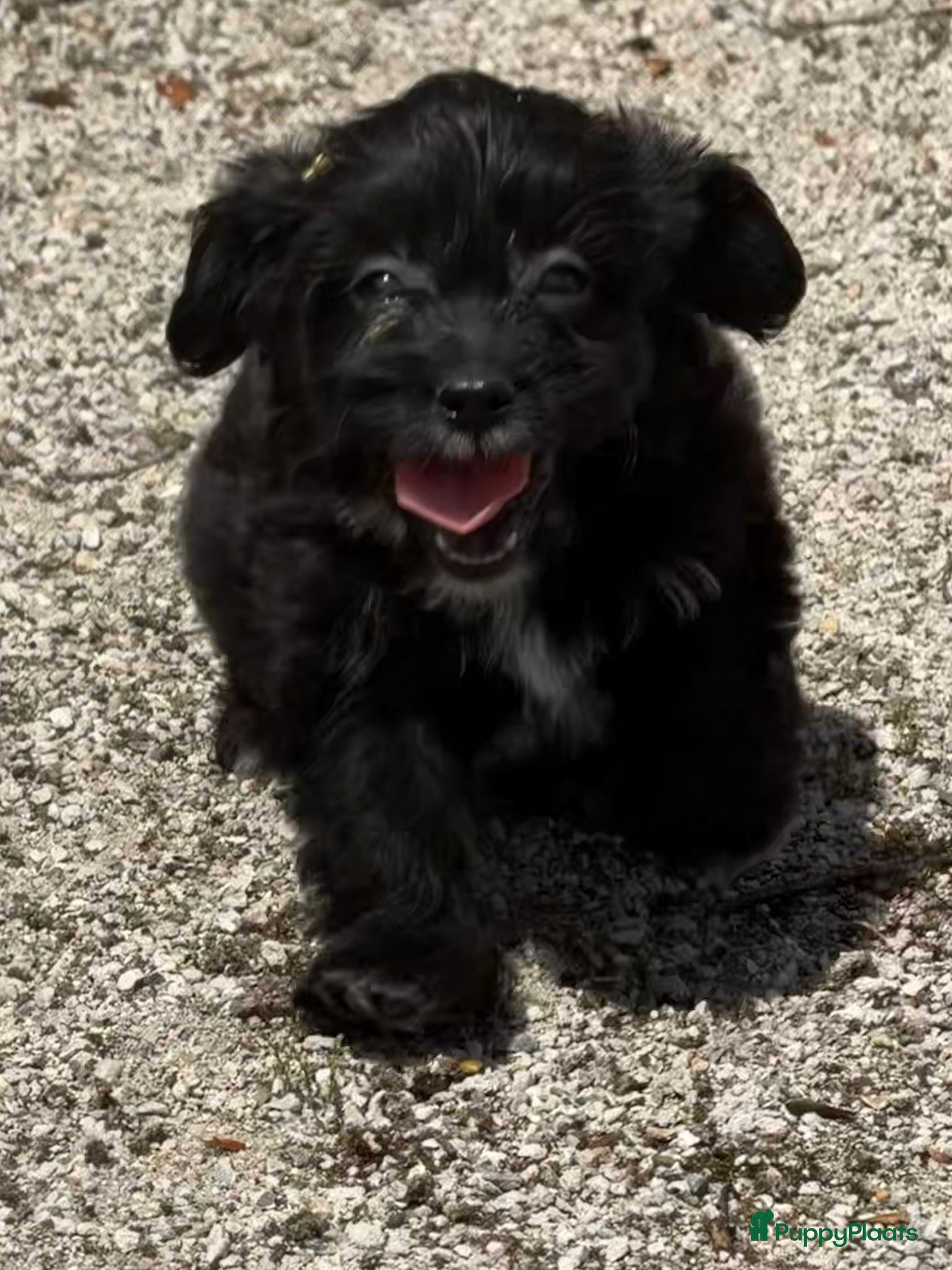 Cockapoo honden te koop: Cockapoo x boomer pups  - Advertentie 8