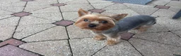 Yorkshire Terriër honden te koop: Yorkshire terriër-puppy’s  - Advertentie 2