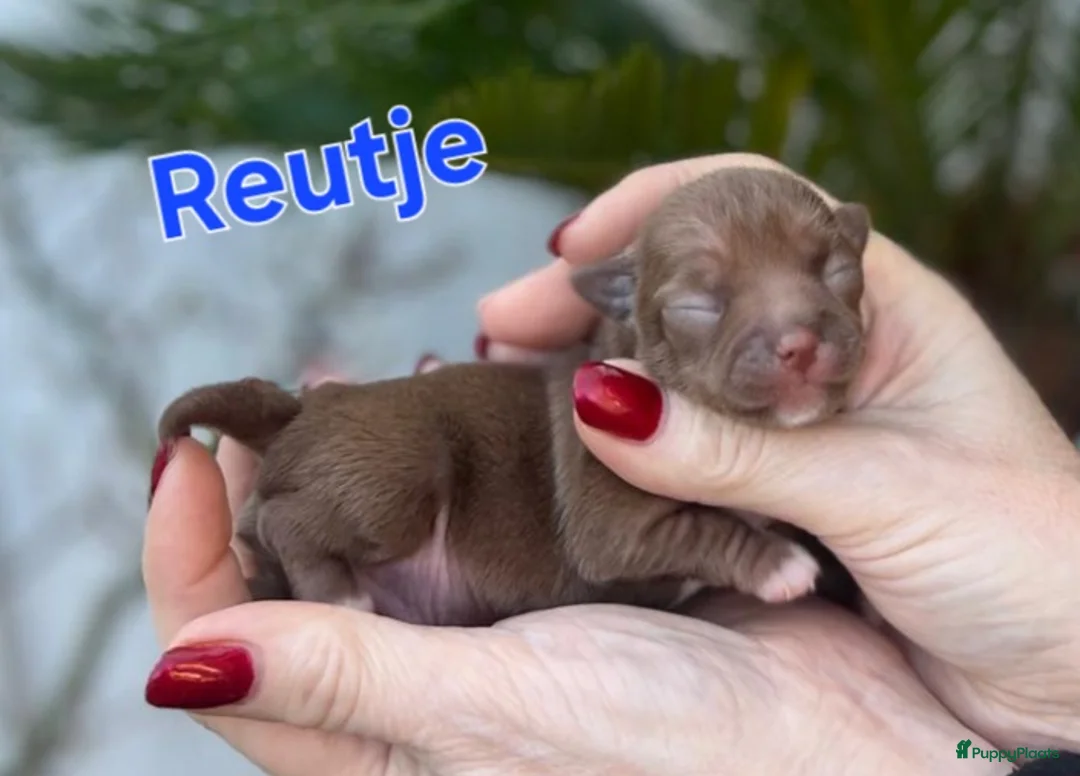 Chihuahua honden te koop: Mooie chihuahuapups - Advertentie 2