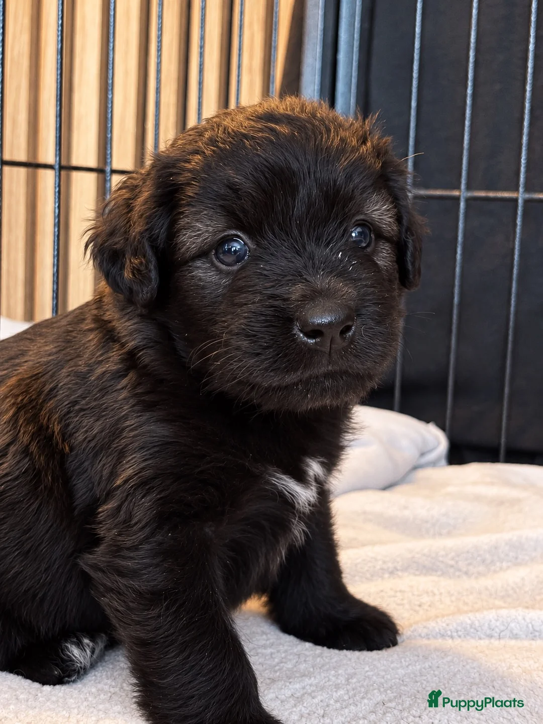 Goldendoodle honden te koop: Mini golden-doodle pups!  - Advertentie 11