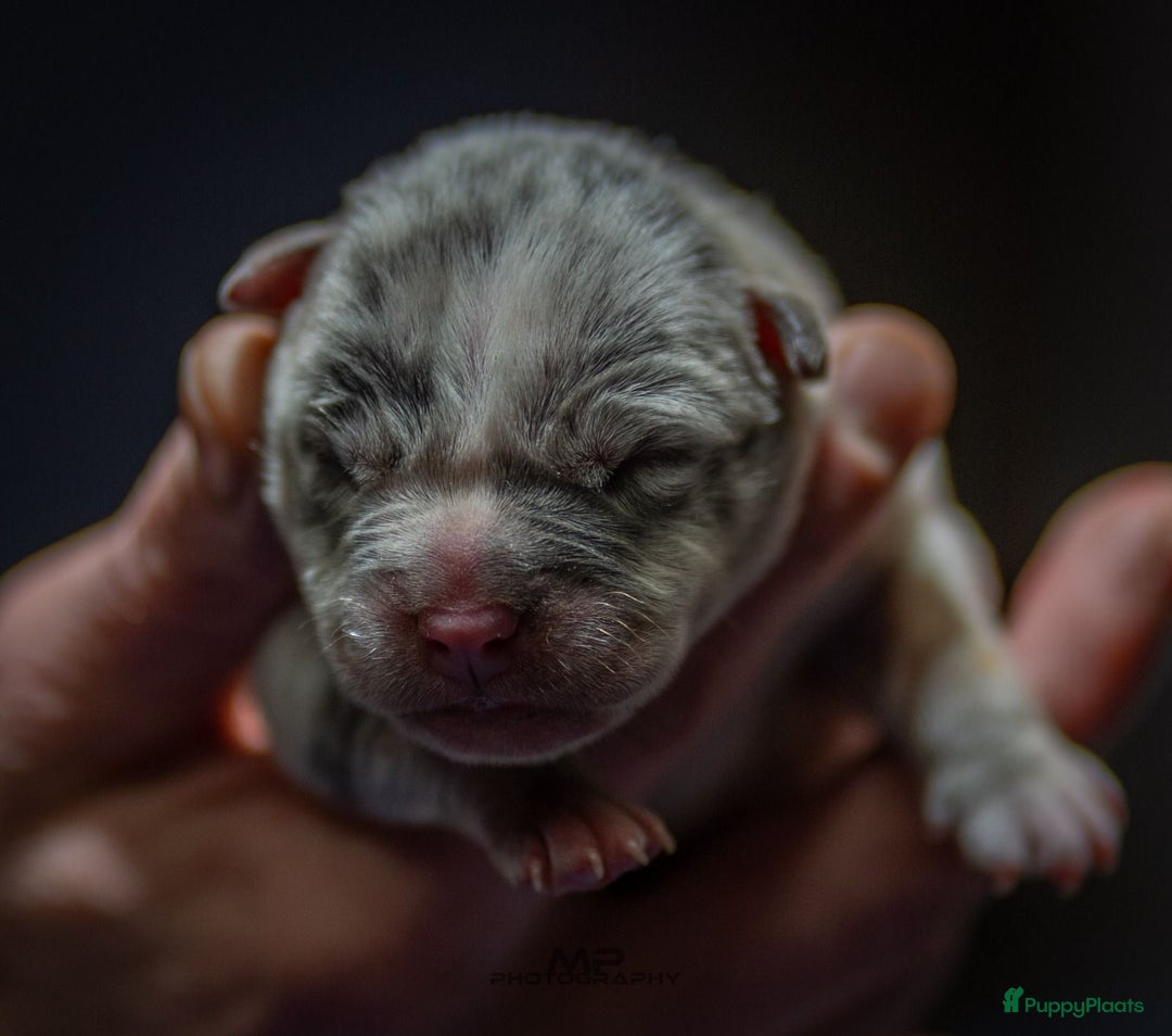 Amerikaanse Bully honden te koop: Pocket bullys  - Advertentie 14