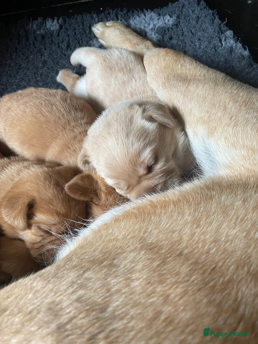 Labrador Retriever honden te koop: Mooie stamboom labrador pups - Advertentie 7