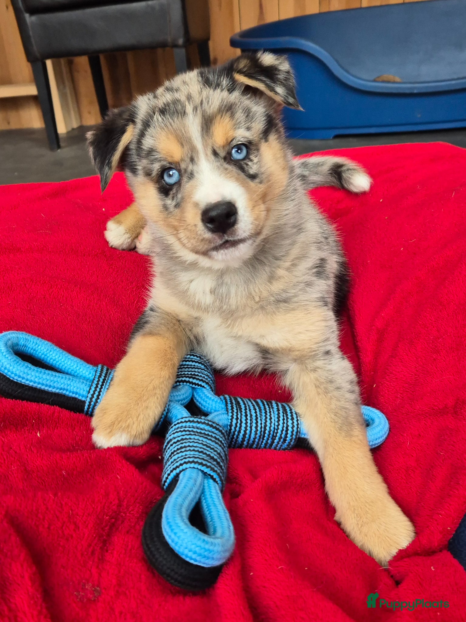Kruising honden Mini australian shepherd pup reutje - Advertentie 4