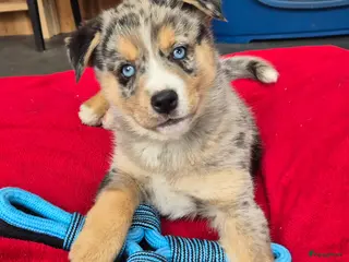 Kruising honden Mini australian shepherd pup reutje - Advertentie 4