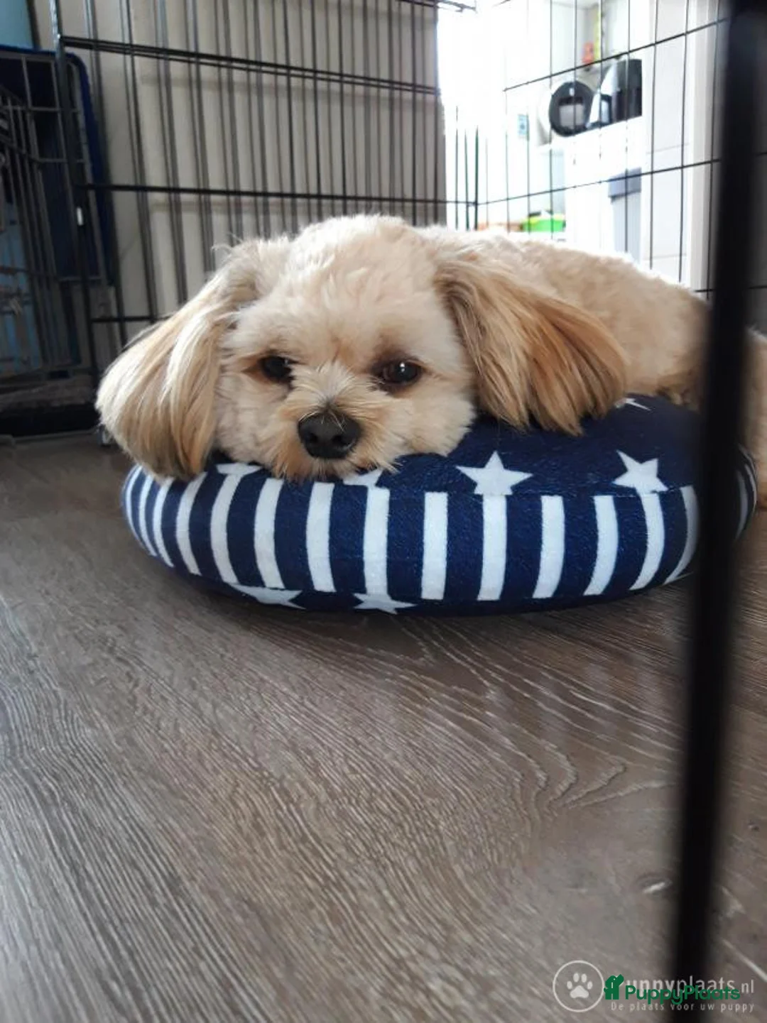 Boomer honden ter dekking: Lieve boomer dekreu in Bodegraven - Advertentie 2