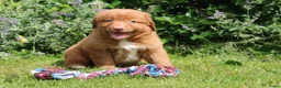 Nova Scotia Duck Tolling Retriever honden te koop: Mooie nova scotia duck tolling retriever pups  - Advertentie 8