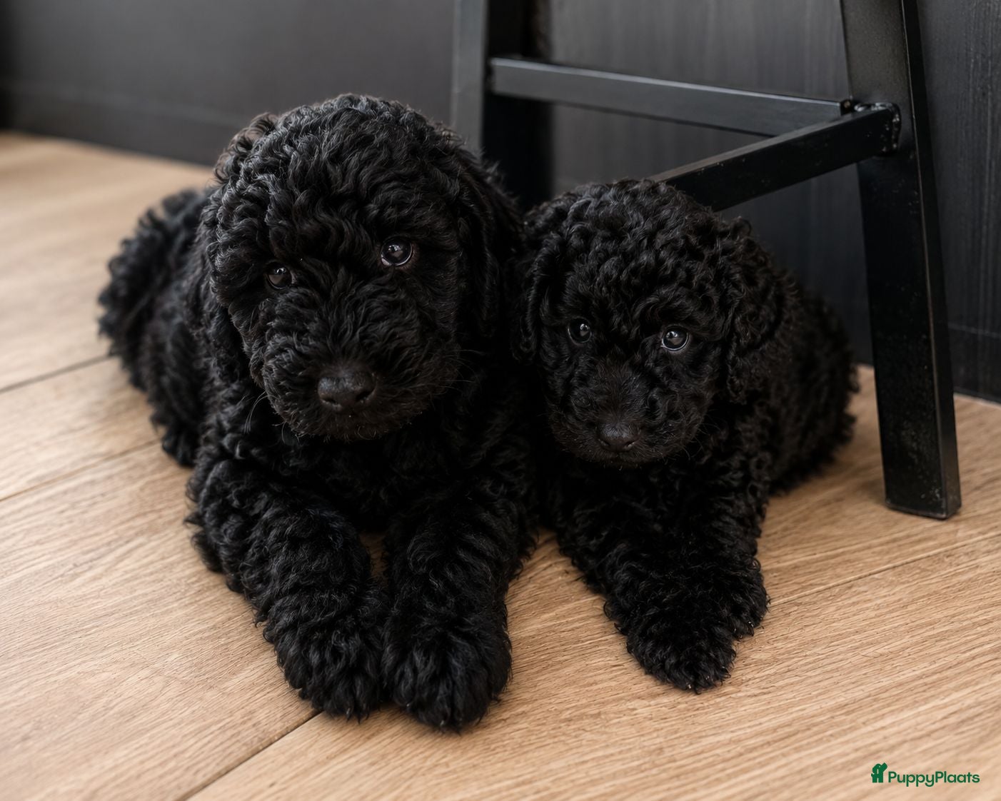 Labradoodle honden 2 Mooie zwarte multigen Labradoodles beschikbaar - Advertentie 1