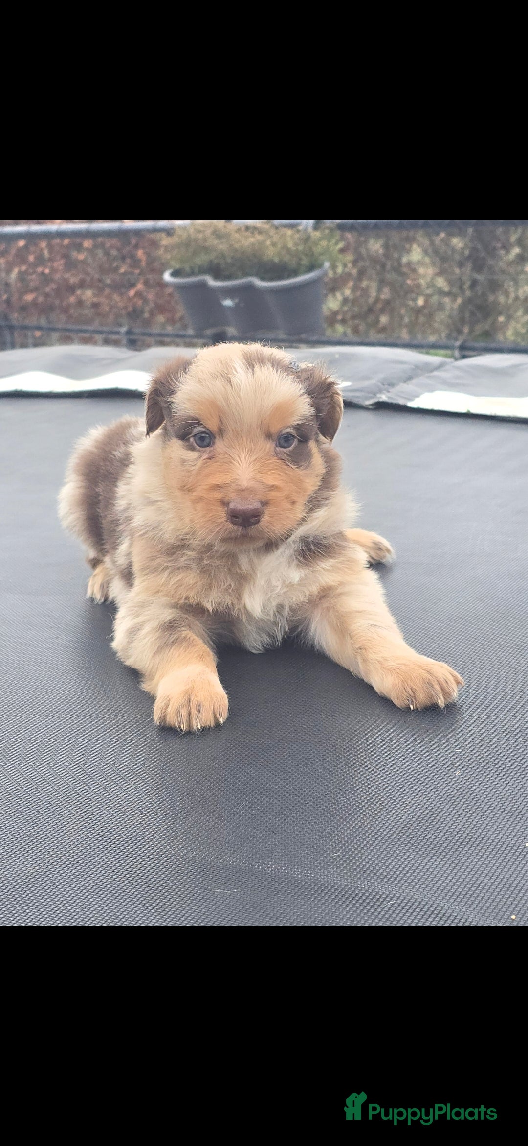 Australian Shepherd honden te koop: Mooie australian sherperd pups. - Advertentie 17