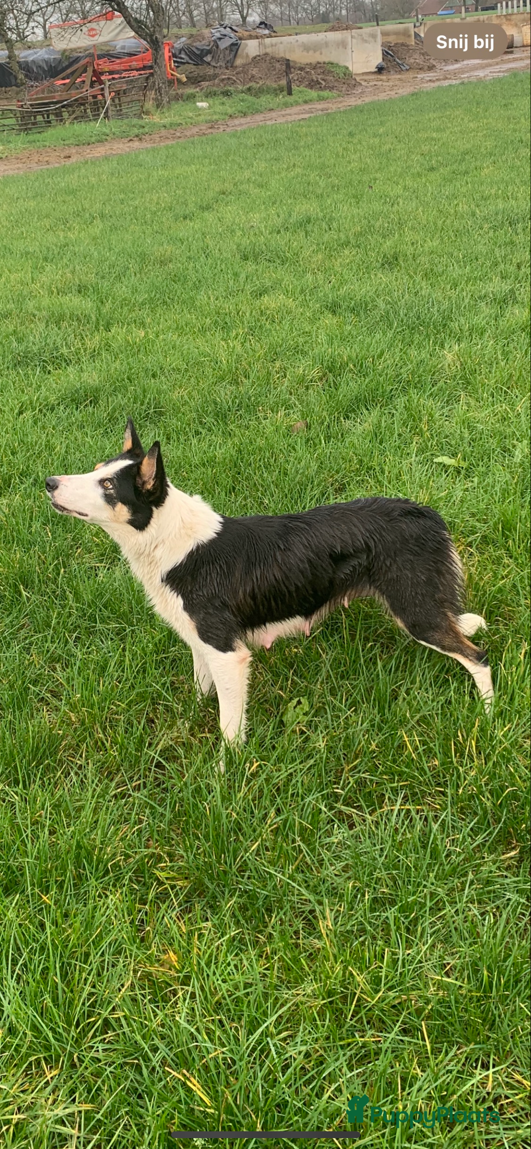 Border Collie honden te koop: Twee mooie bordercollie pups te koop - Advertentie 7