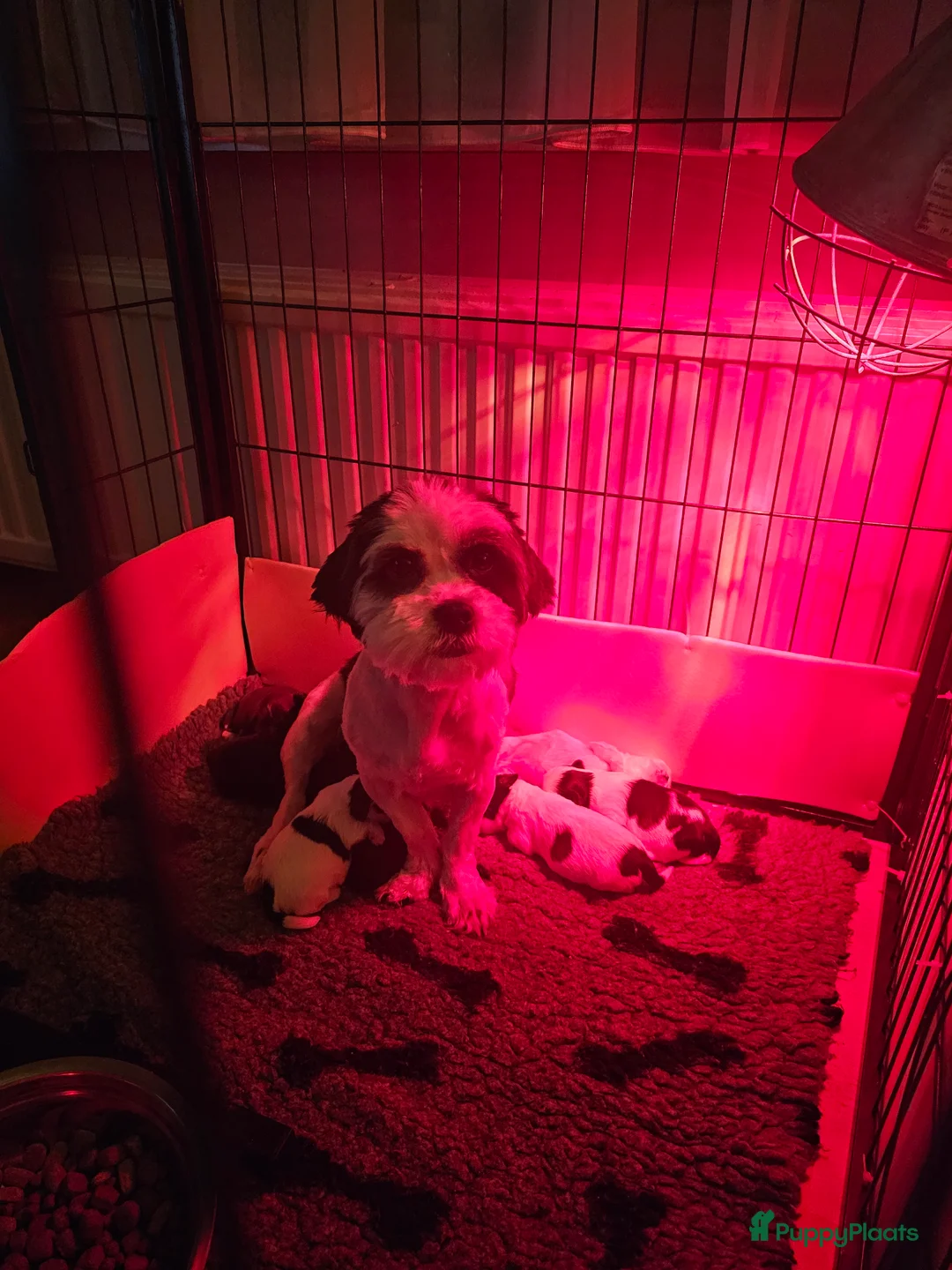 Kruising honden te koop: boomer pups - Advertentie 1