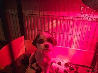 Kruising honden boomer pups - Advertentie 17