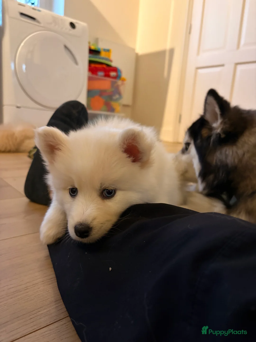 Pomsky honden te koop: Pomsky pups te koop –blauwe ogen–nog 1 beschikbaar - Advertentie 15