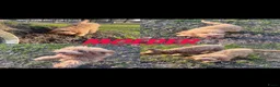 Australian Labradoodle honden te koop: 3 prachtige Australian labradoodles  - Advertentie 5