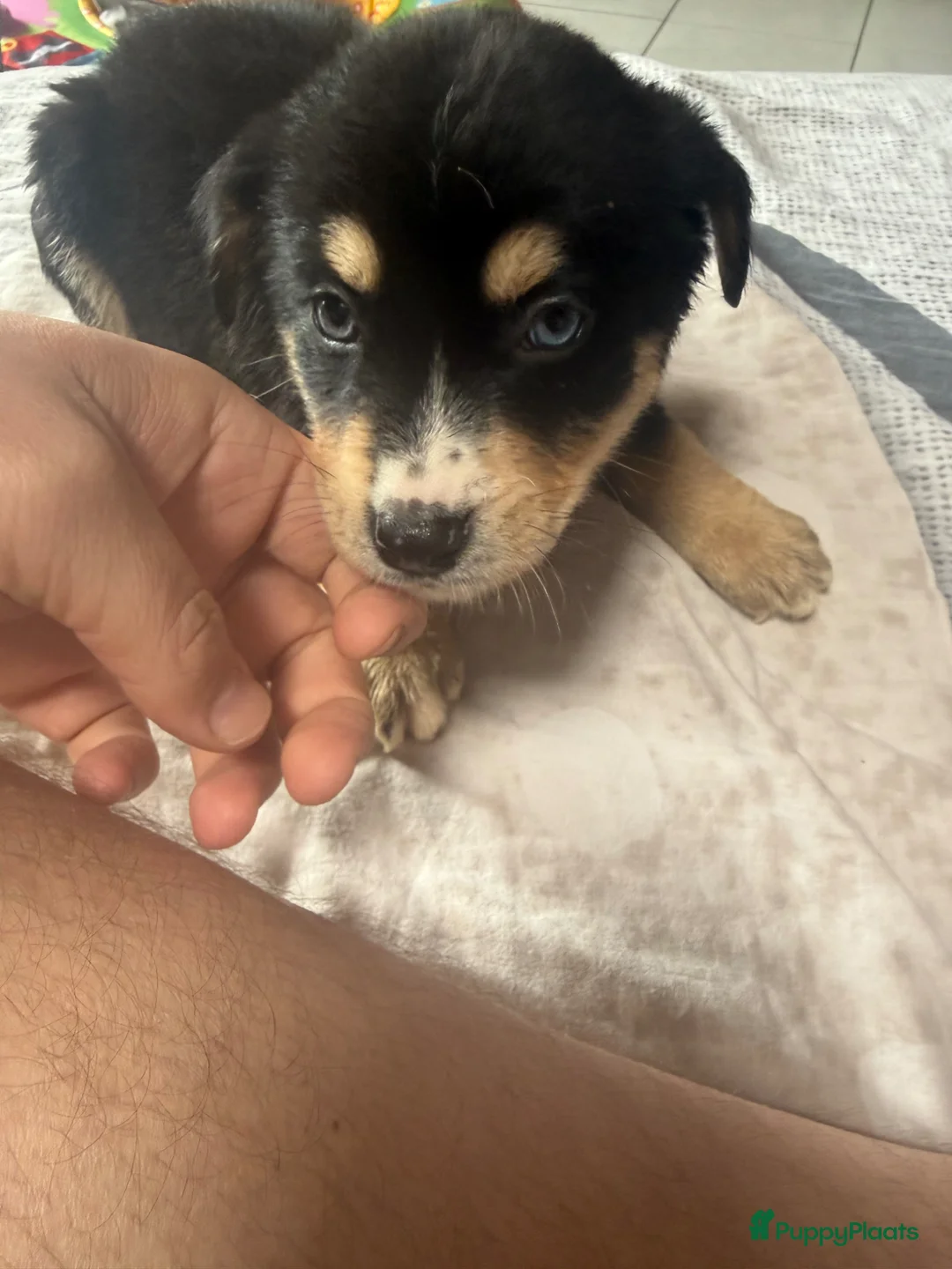 Kruising honden te koop: Terug beschikbaar wegens omstandigheden nieuwgezin - Advertentie 4