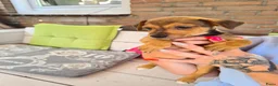 Jack Russel Terriër honden te koop: Nog 2 van de 5 te koop 2 bruine teefjes - Advertentie 4