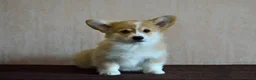 Welsh Corgi Pembroke honden te koop: Welsh Corgi Pembroke pup - Advertentie 3