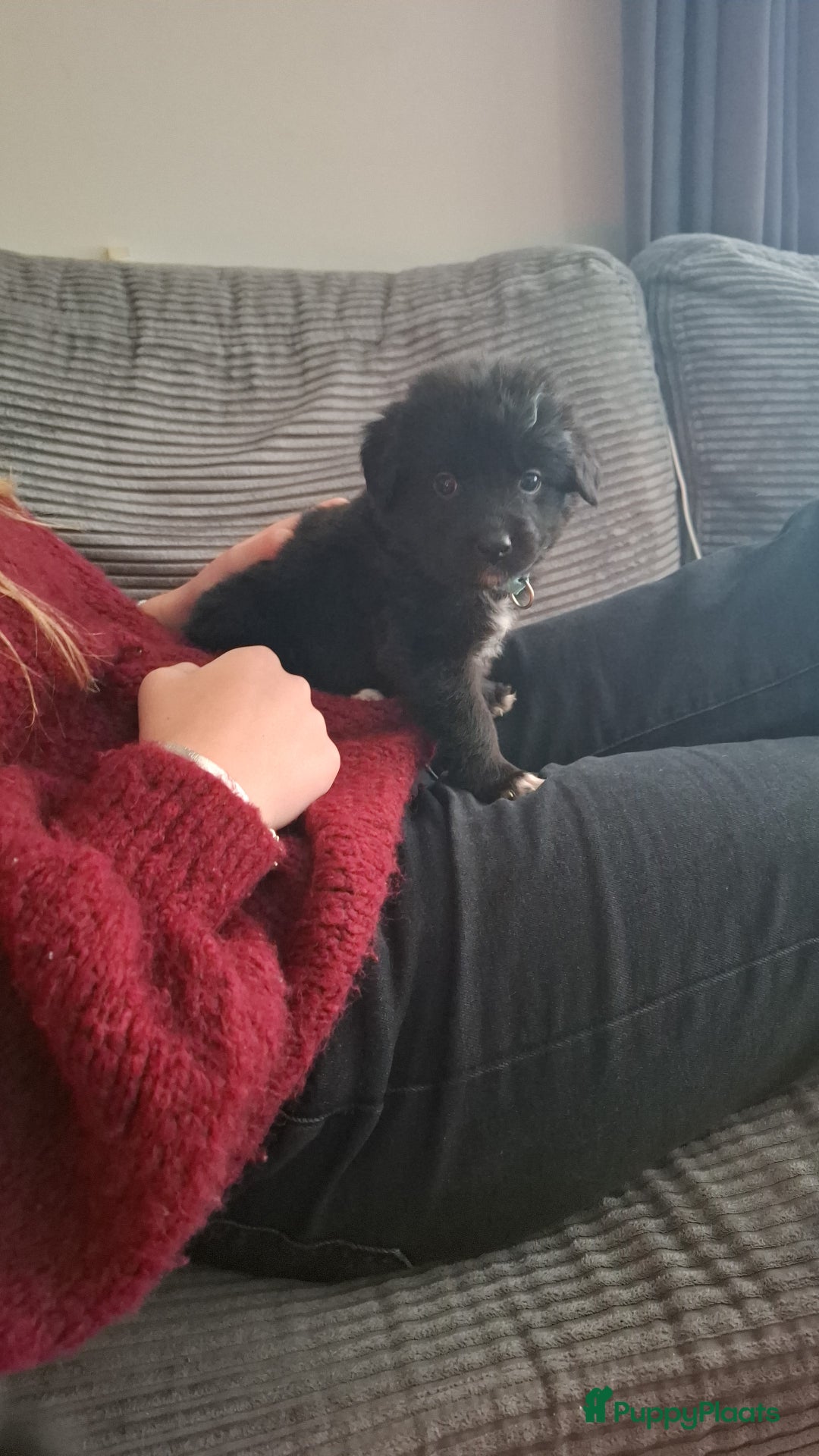 Kruising honden te koop: Boulab pups - Advertentie 1