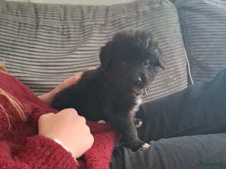 Kruising honden Boulab pups - Advertentie 1