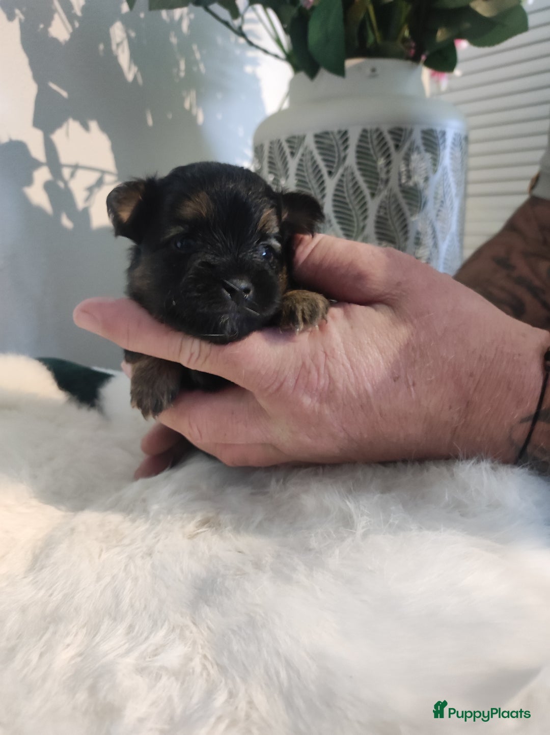 Maltipoo honden te koop: Prachtige pups maltipoo-pomerian in Helmond - Afbeelding 5