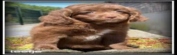 Kruising honden te koop: Boompoo F1b pups. Boompoo x Poedel. - Advertentie 17