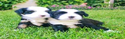 Tibetaanse Terriër honden te koop: Tibetaanse Terriër reutje beschikbaar  - Advertentie 5