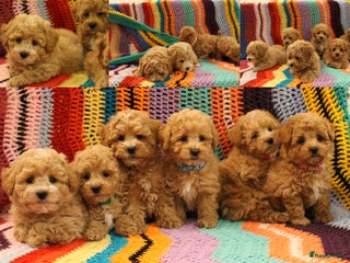 Maltipoo honden Maltipoo F1b in de maak 🥰 Goed lezen AUB! - Advertentie 4