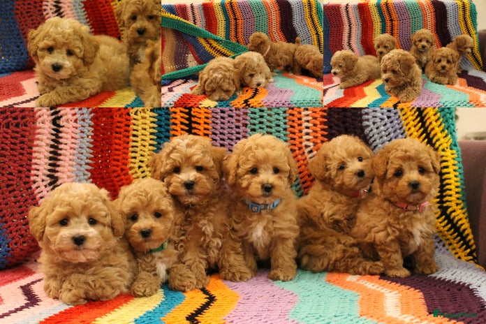 Maltipoo honden Maltipoo/Toypoedel in de maak 🥰 Goed lezen AUB! - Advertentie 3