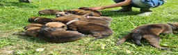 Kruising honden te koop: Prachtige Border Collie x Mechelse Herder pups F1 - Advertentie 3