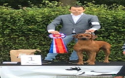 Rhodesian Ridgeback honden te koop: Rhodesian ridgeback pups met stamboom  - Advertentie 10