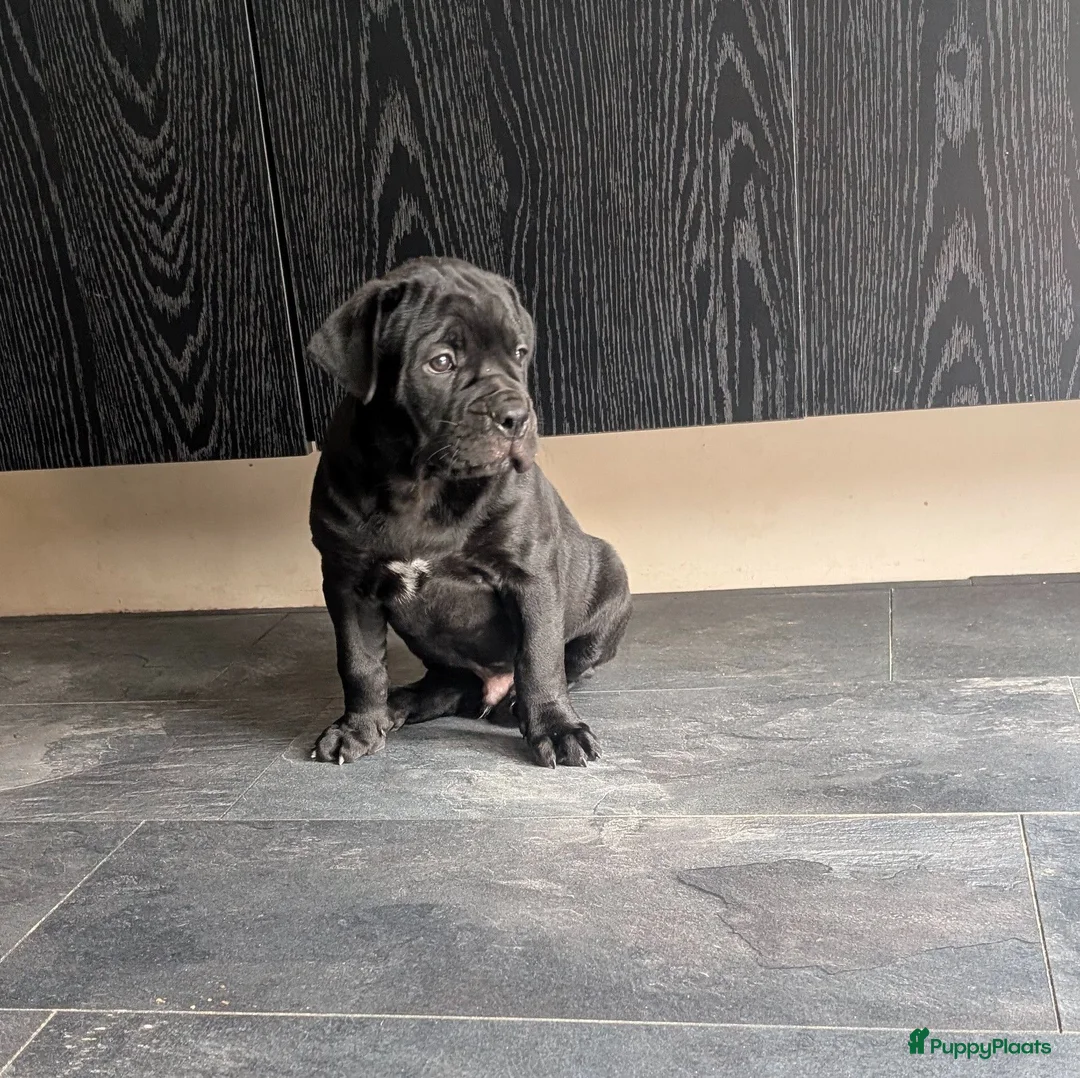 Kruising honden te koop: Lieve gesocialiseerd pups zoeken 4 ever home - Advertentie 14