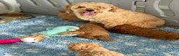 Labradoodle honden te koop: Mooie mini labra doodle pups zoeken nieuw thuis! - Advertentie 10