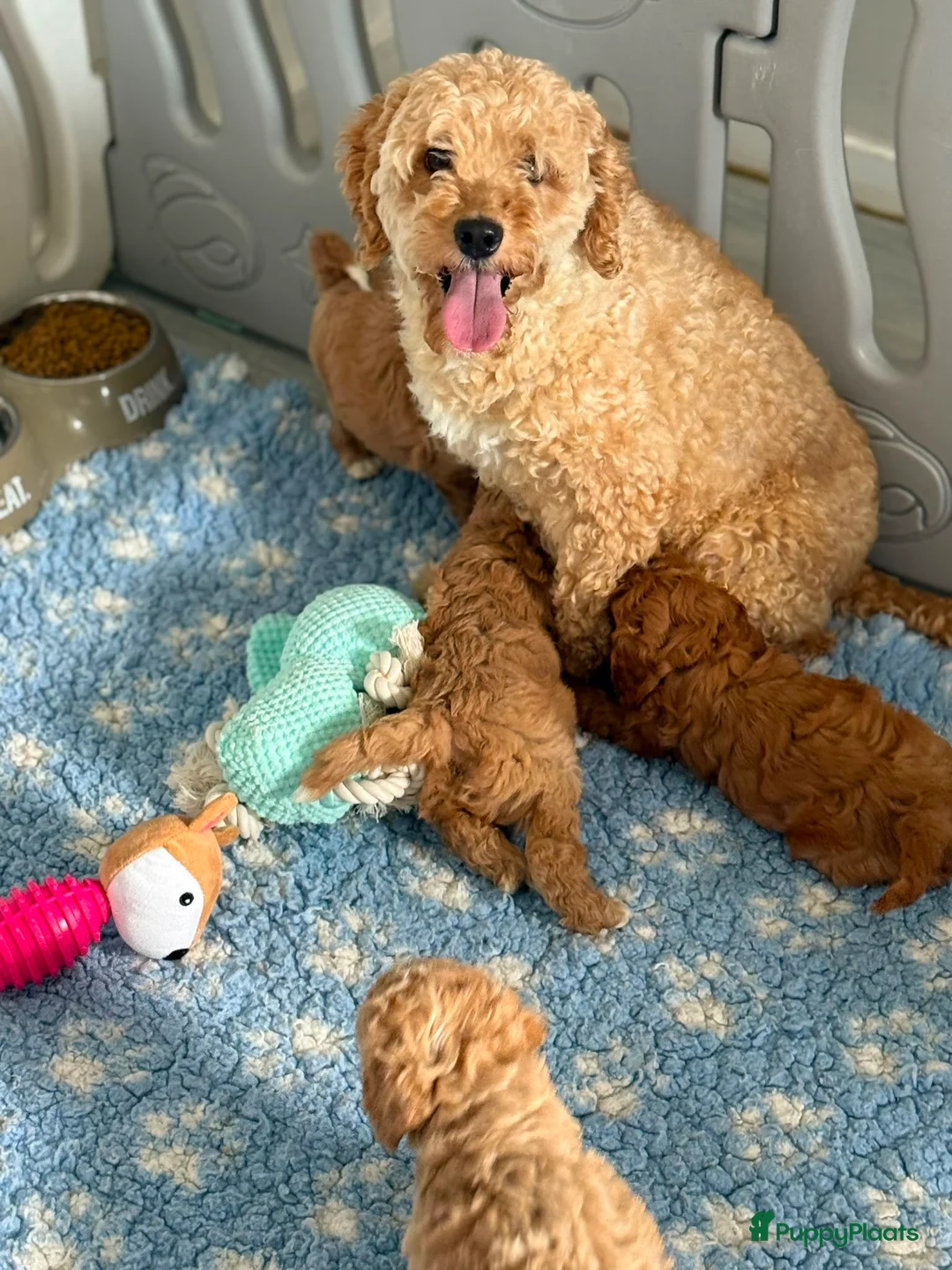 Labradoodle honden te koop: Mooie mini labra doodle pups zoeken nieuw thuis! - Advertentie 10