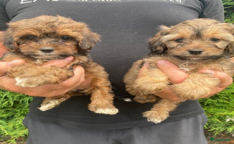 Shihpoo honden - Advertentie 8