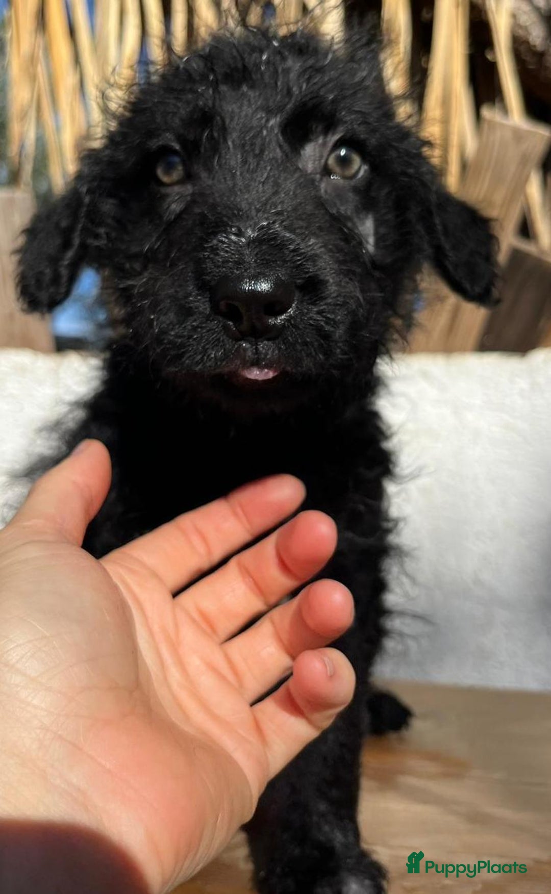 Kruising honden ter adoptie: gustaf  wat een leuk hondje echt een schatje  - Advertentie 4