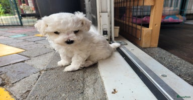 Bichon Frisé honden - Advertentie 11