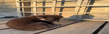 Shepsky 7