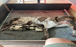 Duitse Staande Hond Korthaar honden te koop: Duitse staande korthaar  - Afbeelding 9