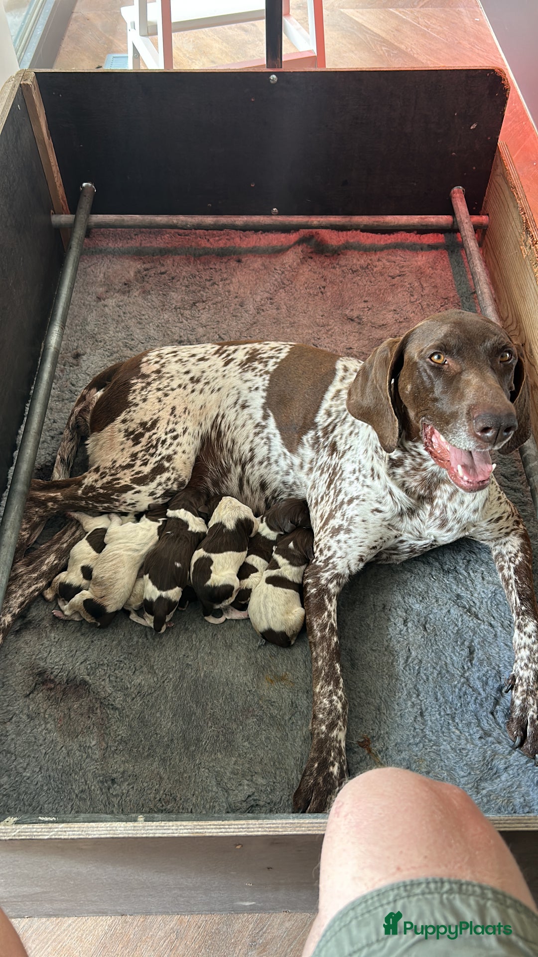 Duitse Staande Hond Korthaar honden te koop: Duitse staande korthaar  - Afbeelding 9