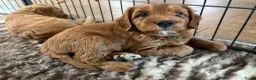 Australian Labradoodle honden te koop: Australian Labradoodle pups van geteste ouders - Advertentie 8