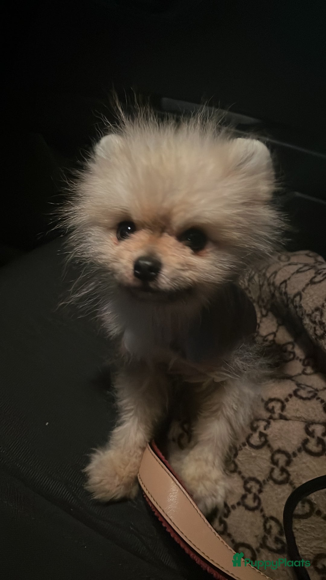 Pomeriaan honden te koop: Pomeriaan – liefdevol thuis gezocht - Advertentie 2