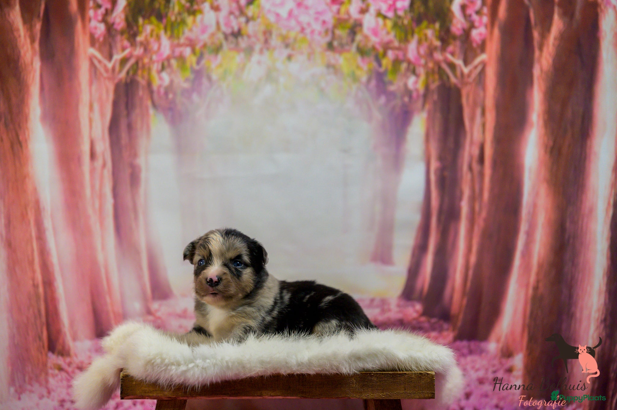 Australian Shepherd honden te koop: Mini Australian Shepherd pups - Advertentie 4